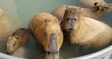 Capybara Picnic & All-Animal Tour at Ghost Ranch Exotics — Hands-On Wildlife Encounter Near Marana, AZ