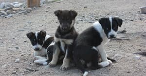 DogGoneIt Sled Dog & Iditarod Tour in Cantwell, Alaska