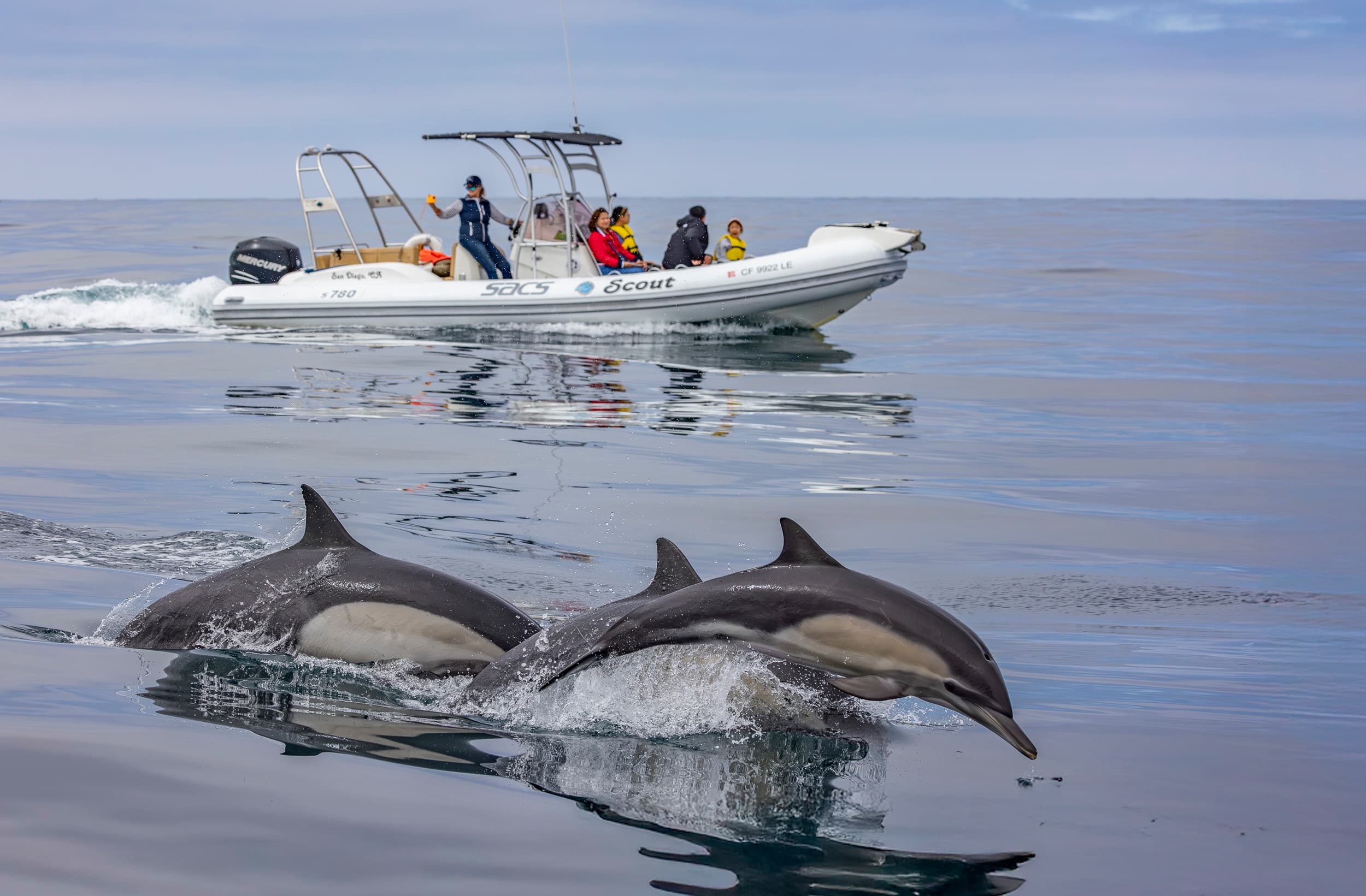 Private Whale Watch Charter in San Diego: Intimate Inflatable Encounters with Whales photo 2