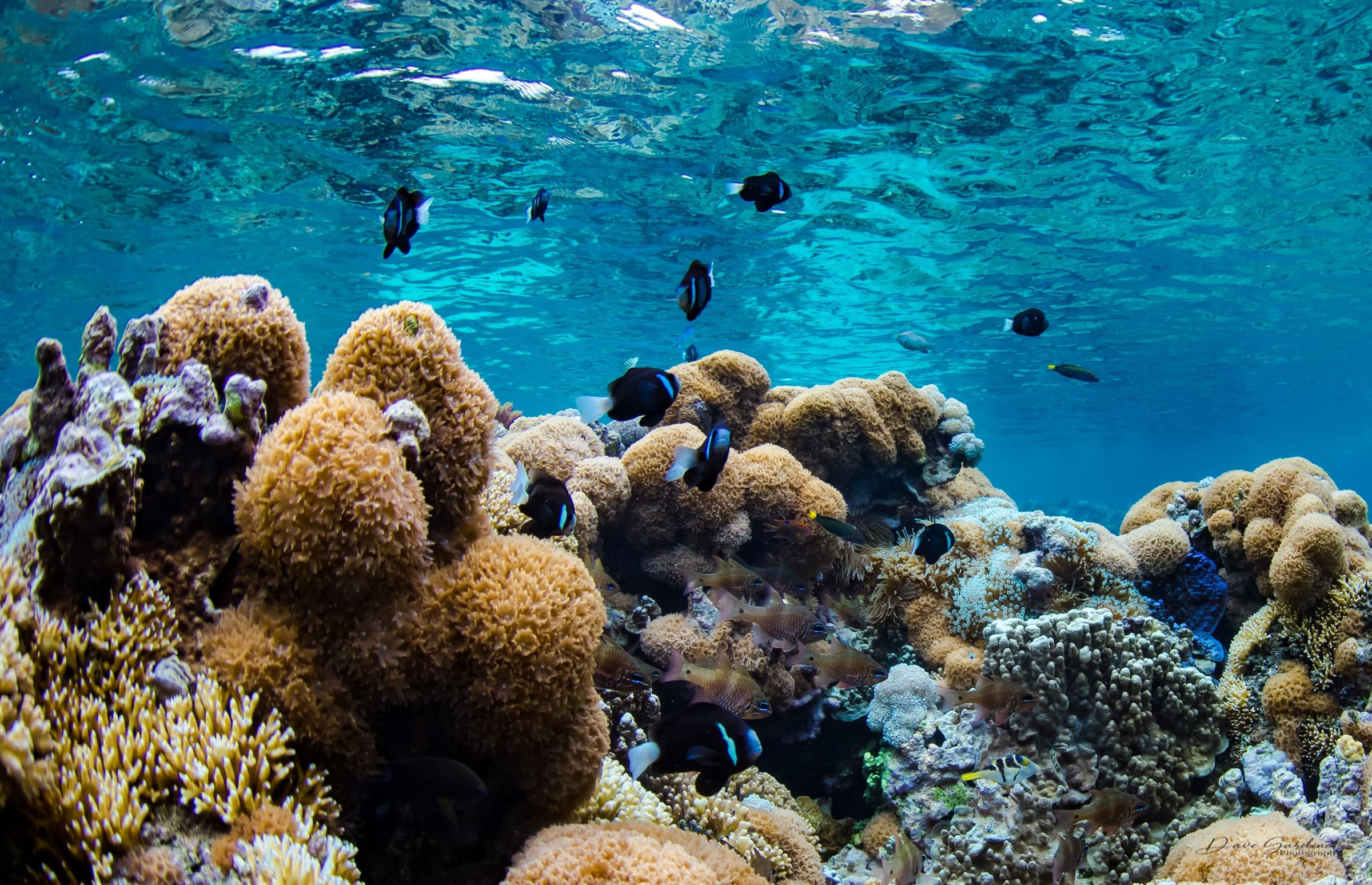 Explore Lord Howe Island’s Southern Lagoon: An Unforgettable Guided Snorkelling Adventure