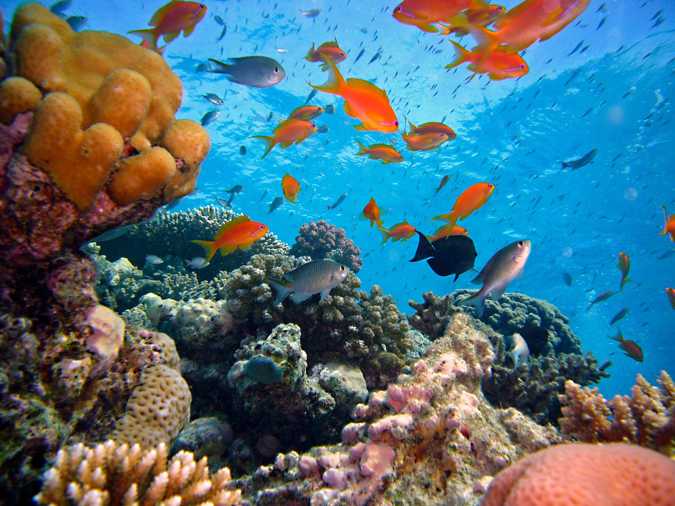 Vibrant coral reef with tropical fish teeming in clear ocean water