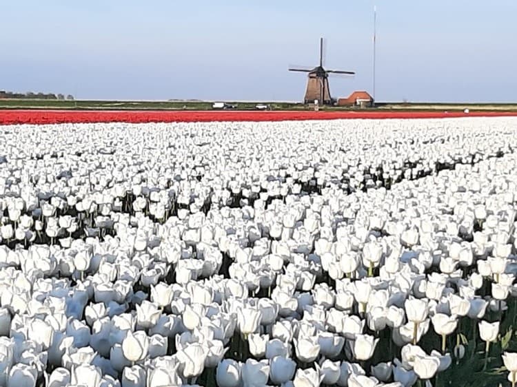 Explore Non-Touristy Tulips, Historic Windmills & Authentic Dutch Cheese in Northern Holland