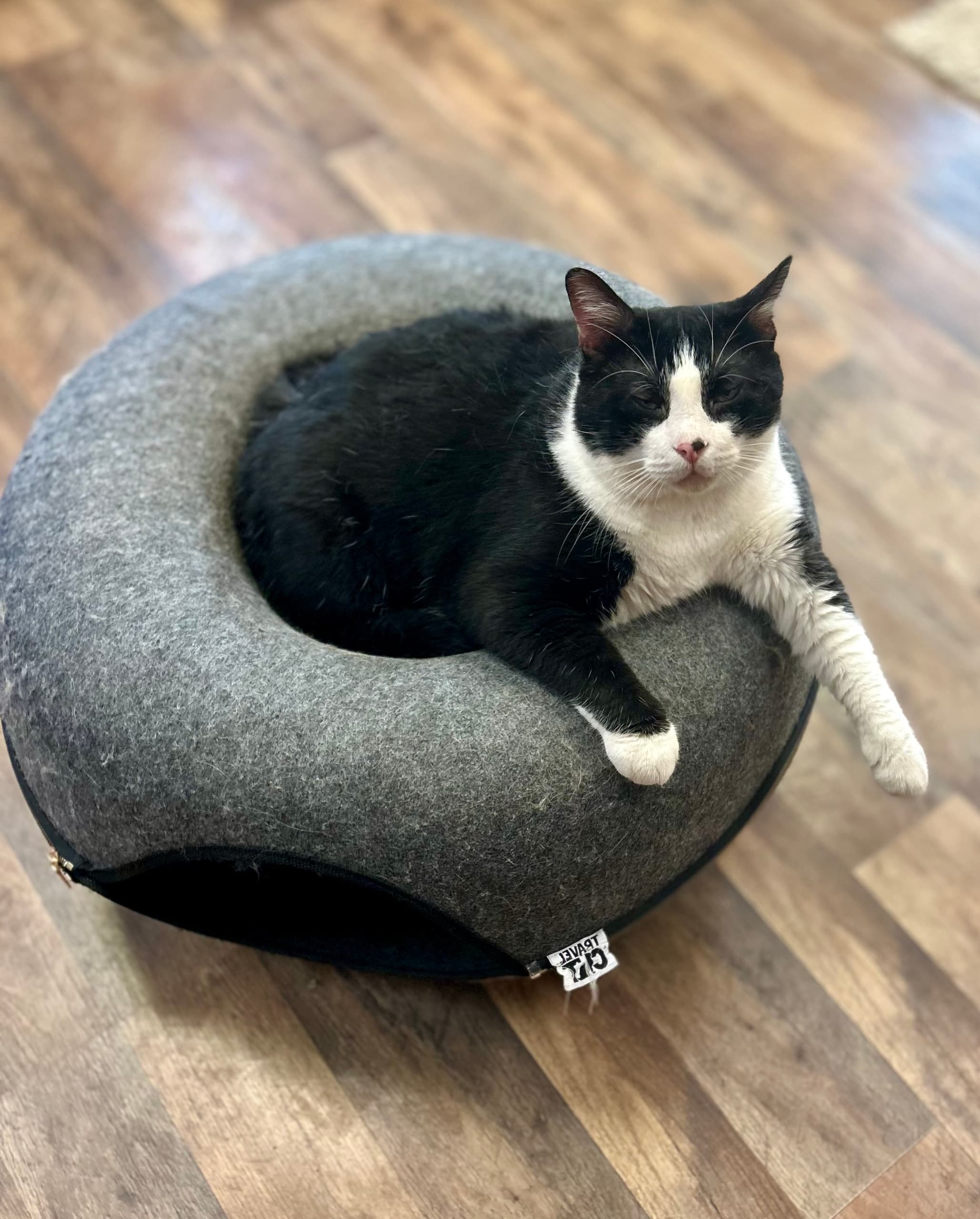 PURR Cat Cafe team
