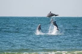 Sunset Dolphin Sail Aboard the Lazy Daze Catamaran in Panama City Beach photo 1
