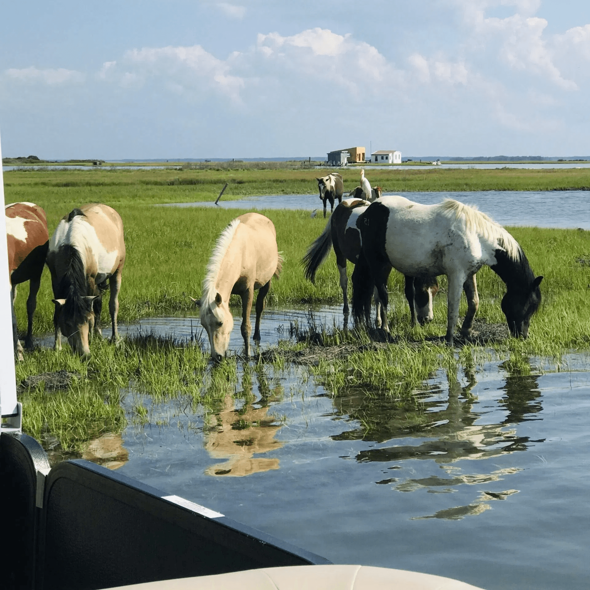 Up The Bay Pony Tours fleet