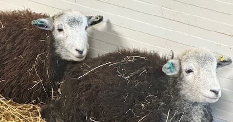 Land-Adventures at Sheep Experience by Frampton Organic Farm