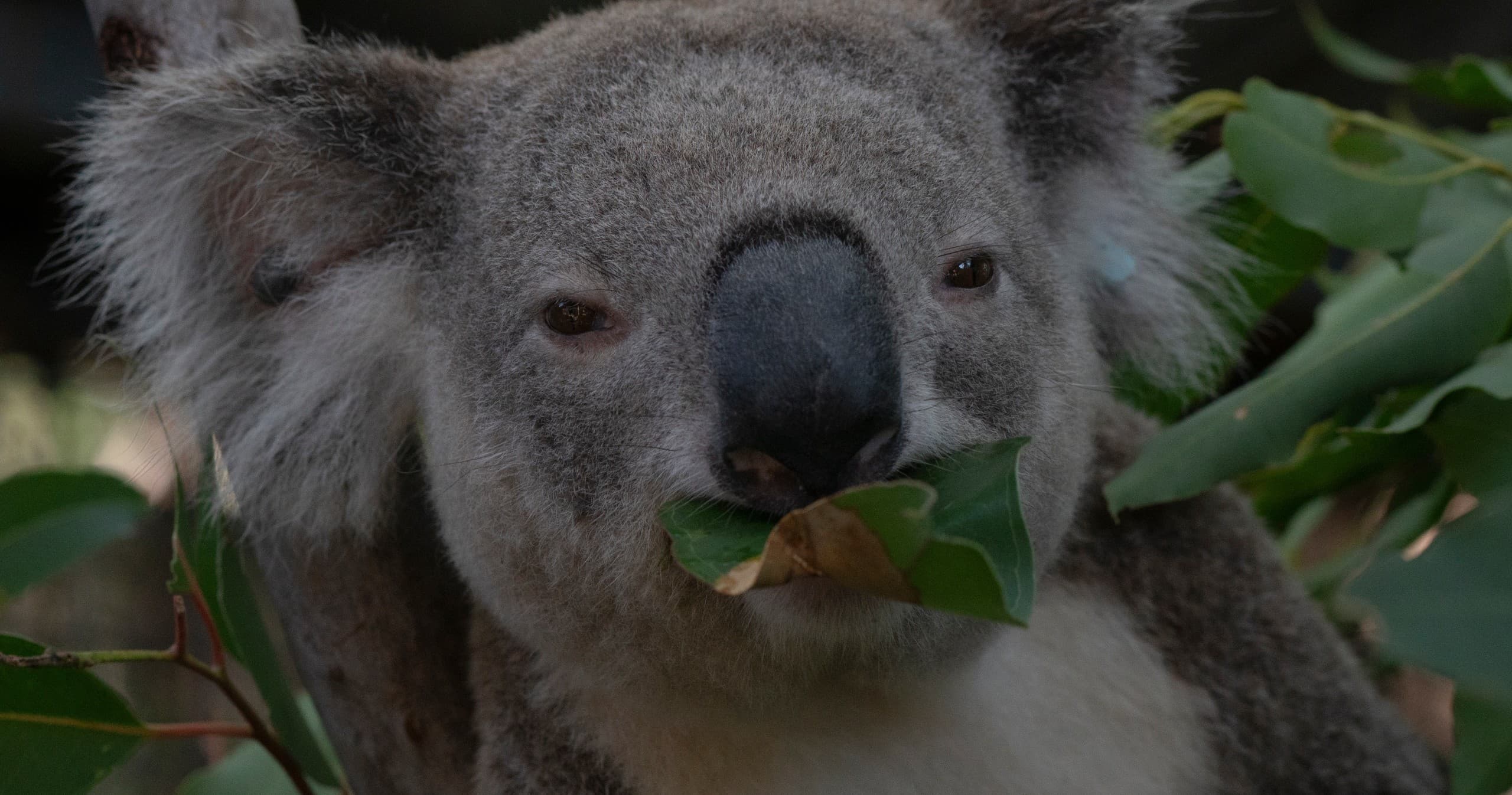 Koala eating eucalyptus leaves in Australian bush close-up