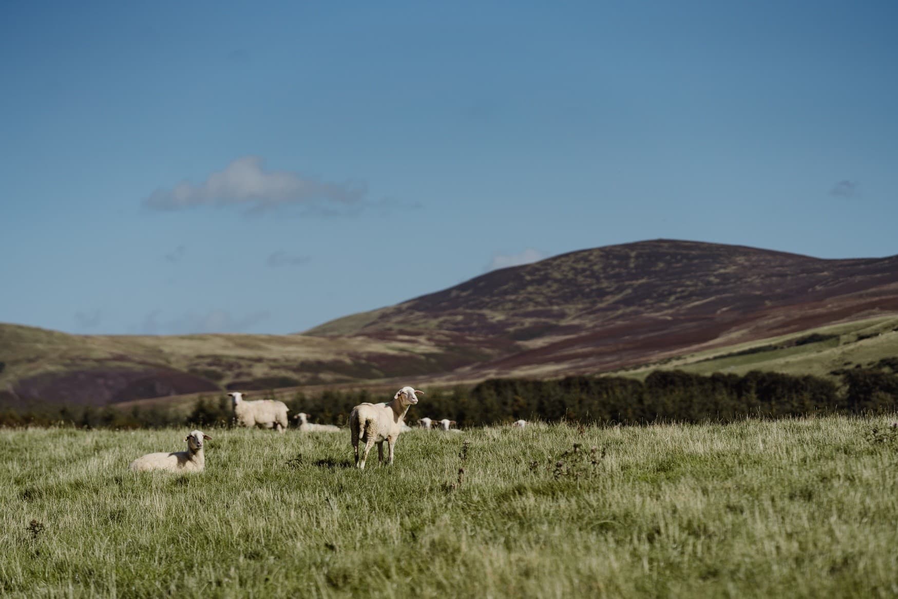Open Farm Sunday at Errington Cheese: Walston Braehead Farm Tour