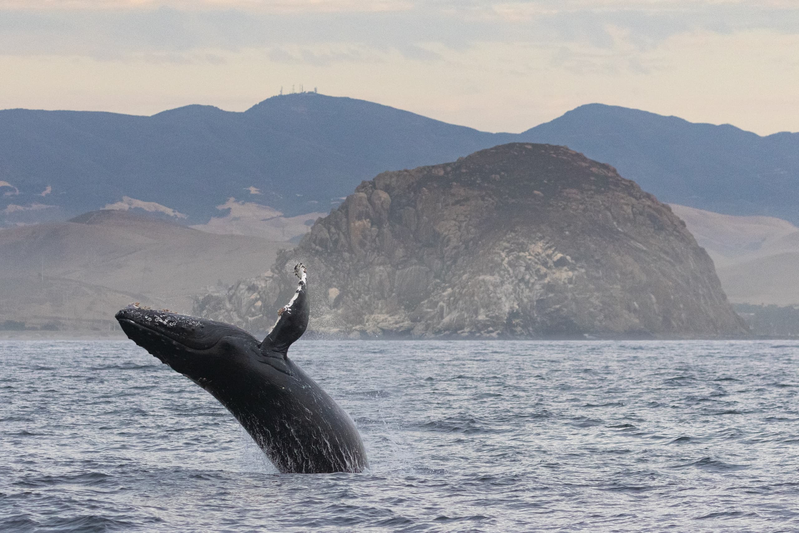 Whale Watching in Morro Bay with Chablis Cruises
