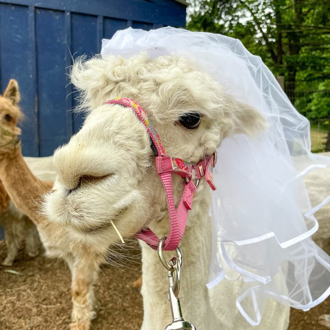 Bachelorette Trek with Alpacas and Llamas in Pleasant Valley, NY photo 2