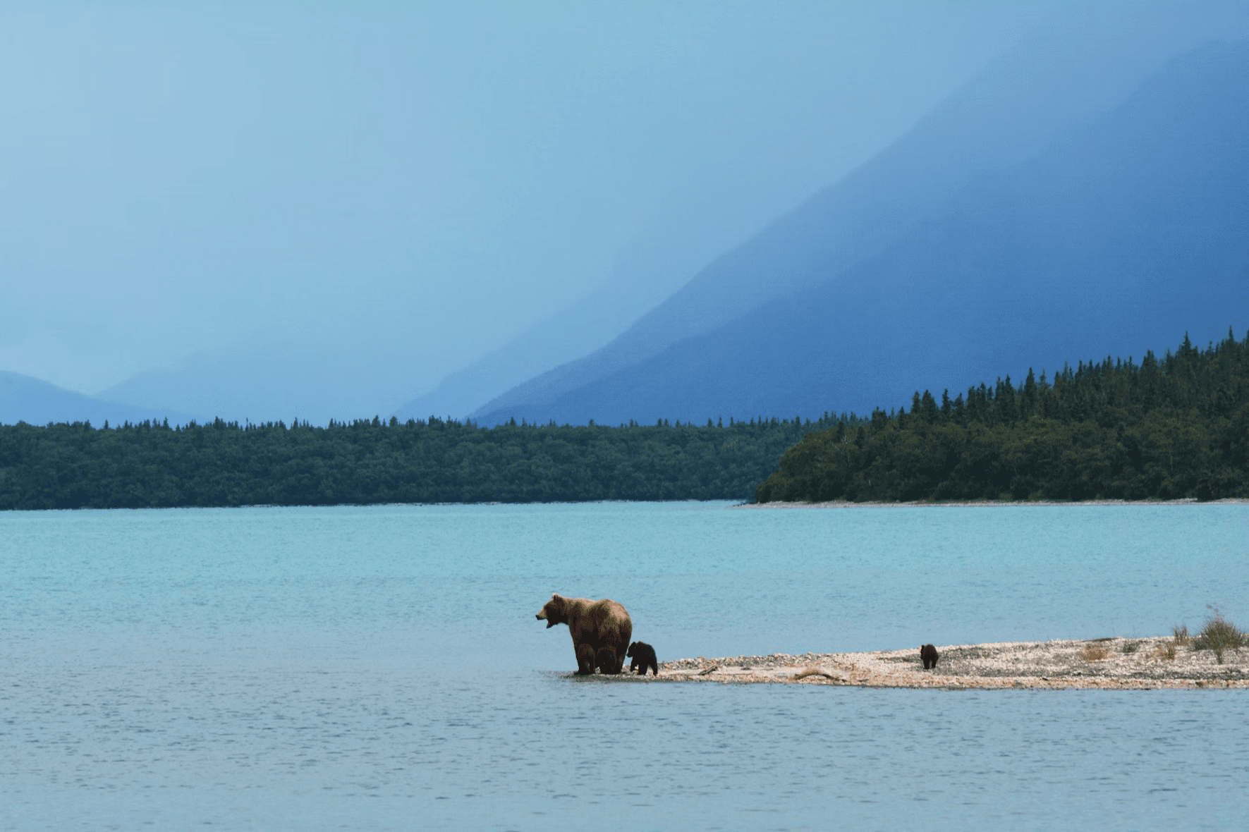 Unforgettable Bear Viewing in Kasilof, Alaska