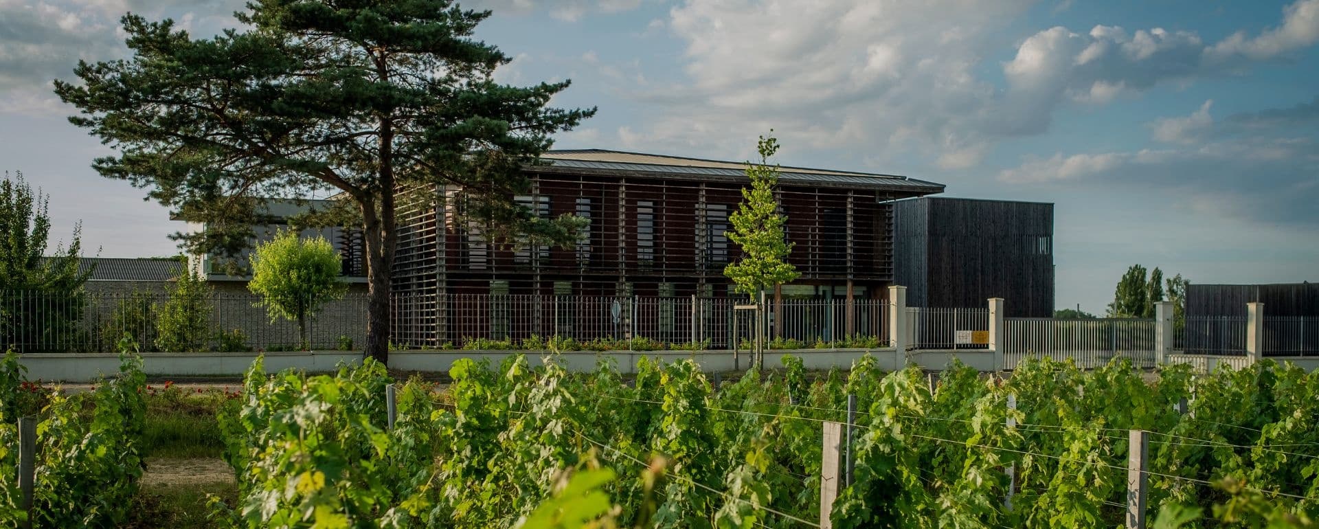 Wine Tasting & Vineyard Tour at Château Couhins in Graves
