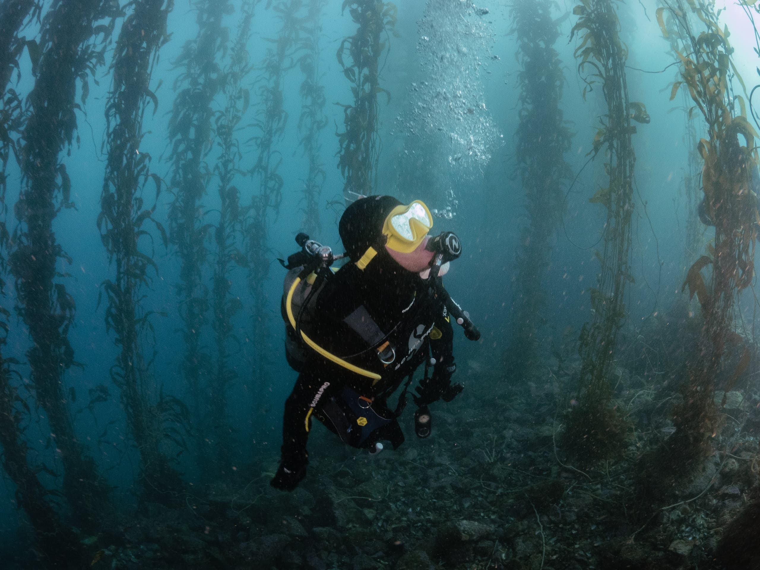 Discover Scuba Diving with Kelp Addicts in Monterey