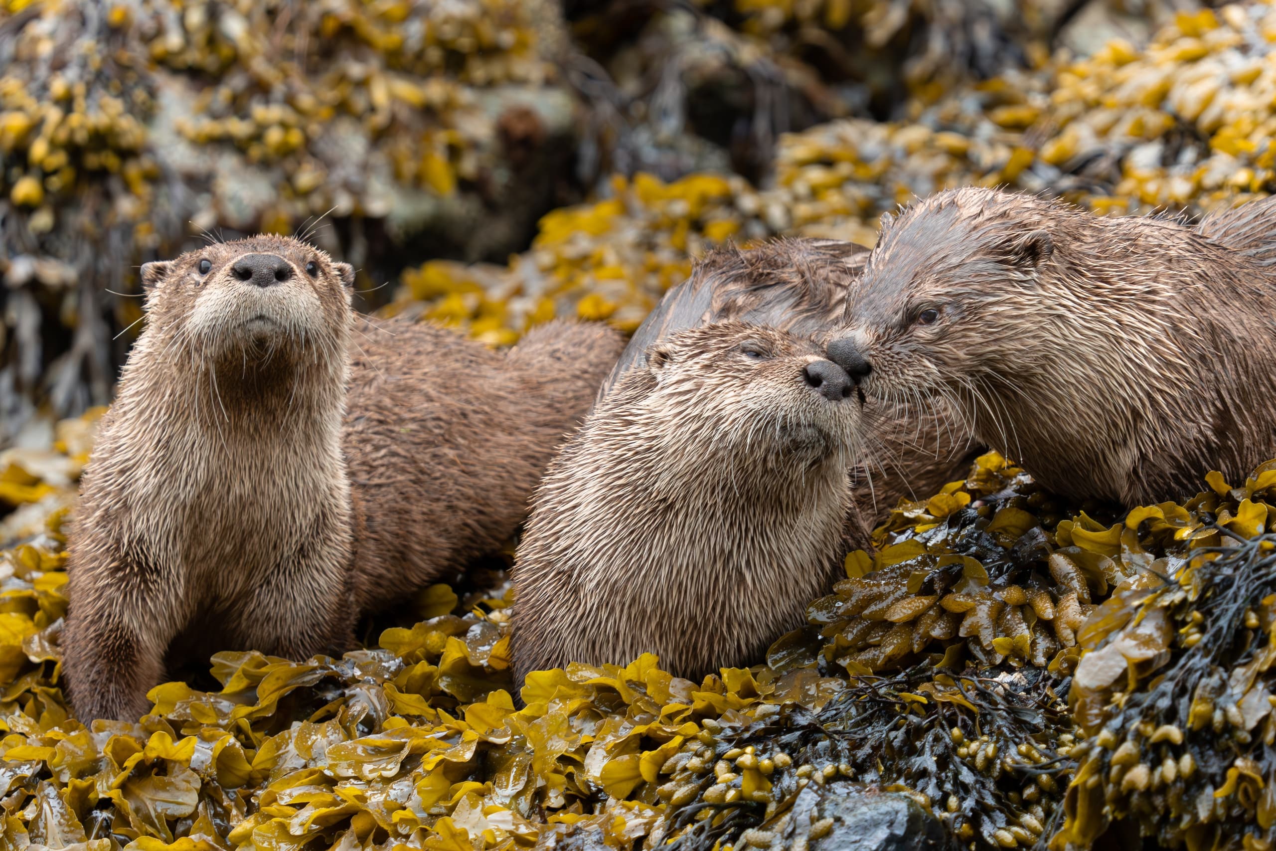 Two-Hour Resurrection Bay Cruise from Orca Island Cabins — Wildlife & Glacier Views photo 4