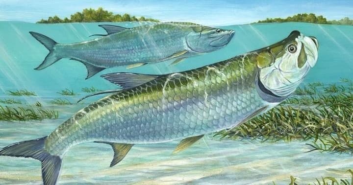 Tarpon Fishing Adventure in Boca Grande