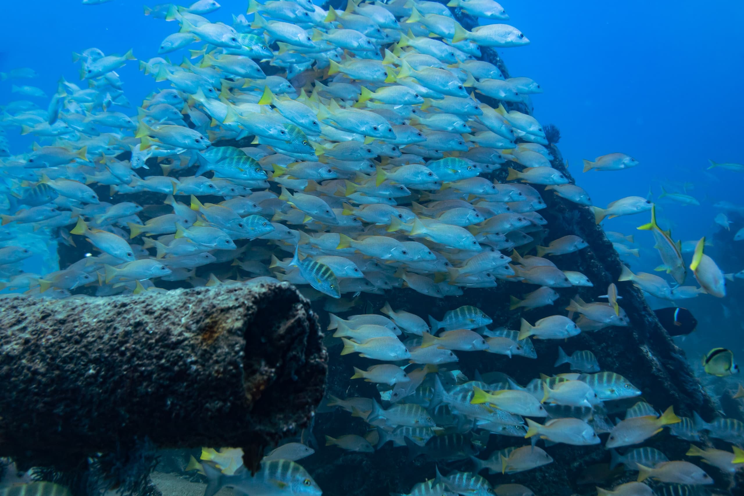 Cabo Pulmo Excursion Diving: Full-Day Guided Reefs, Sharks & Giant Groupers photo 2