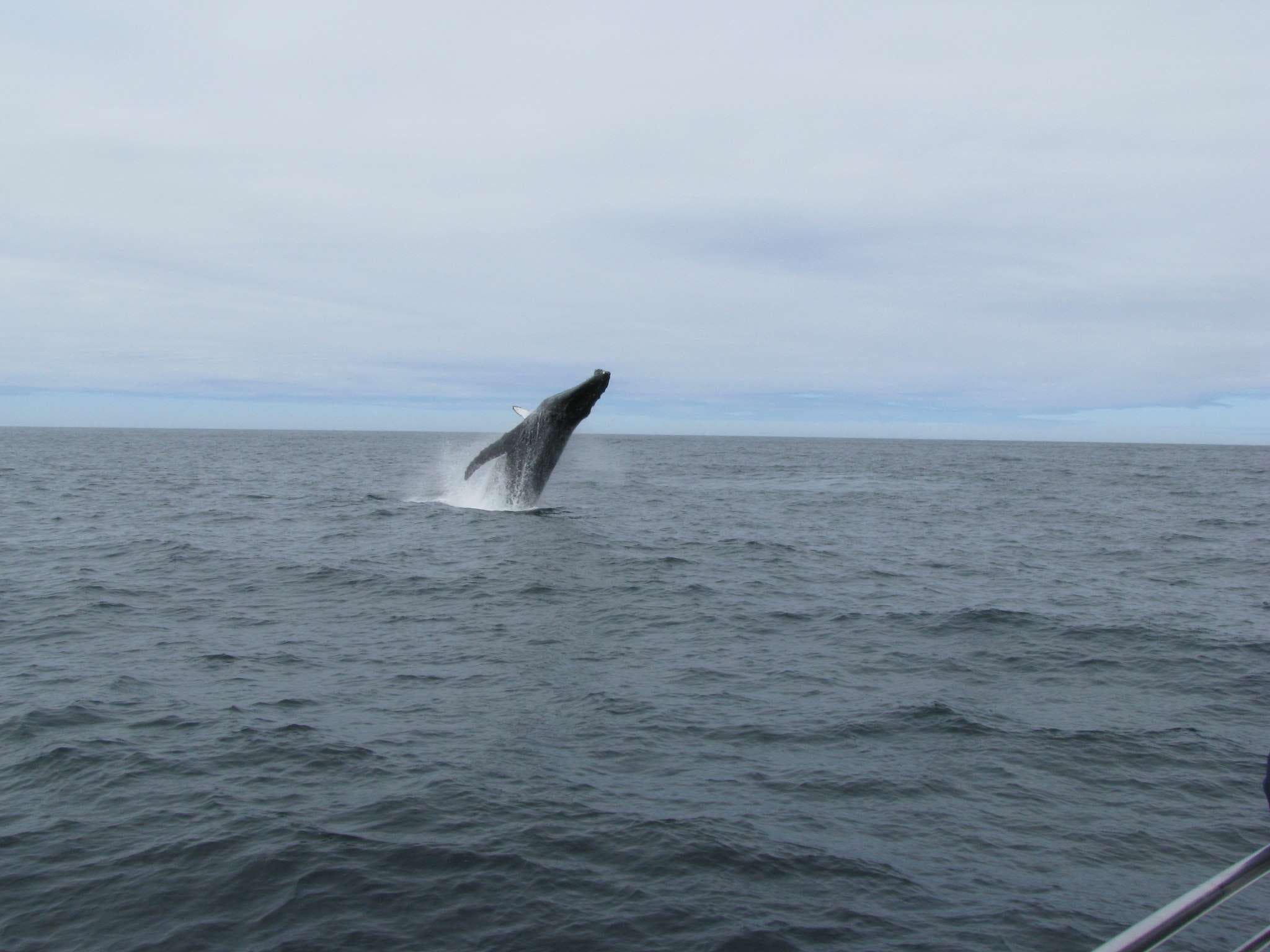 San Francisco Whale Tours team