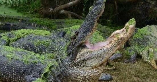 Gulf Coast Gator Ranch fleet