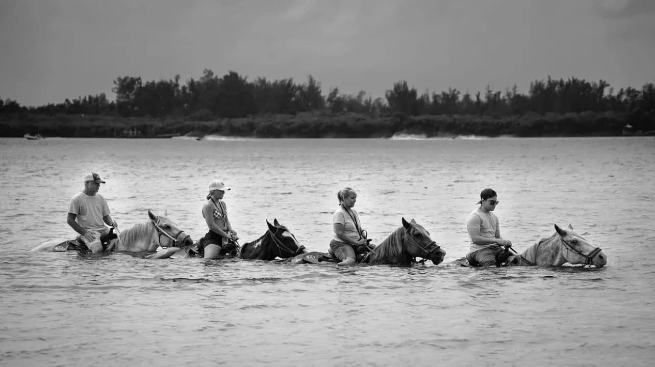 The Cruise Ride | Horse in Bradenton, Florida