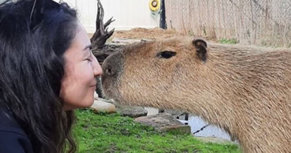 Capybara Encounter at Utah Petting Zoo in Grantsville, UT