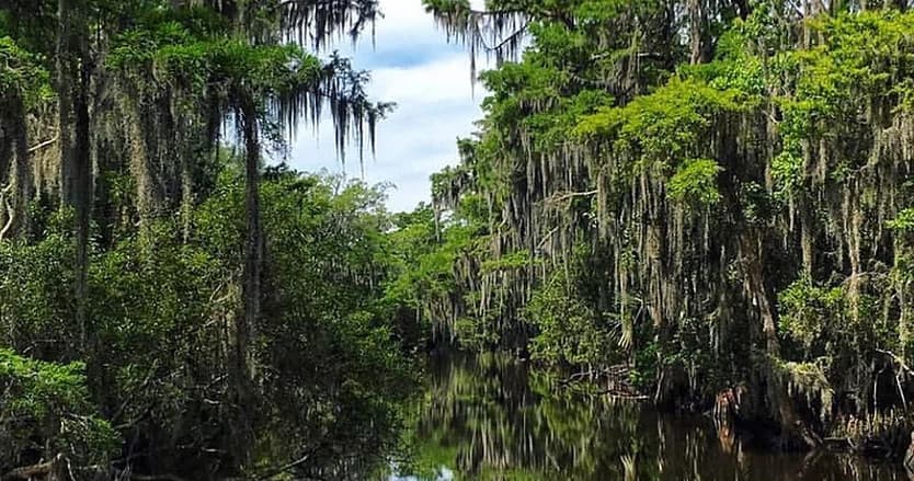 Kayak-friendly cypress swamp with Spanish moss and reflective water