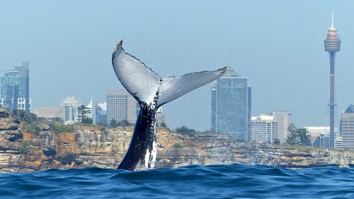 Water Activities: Lux Whale Watching with Sydney Princess Cruises