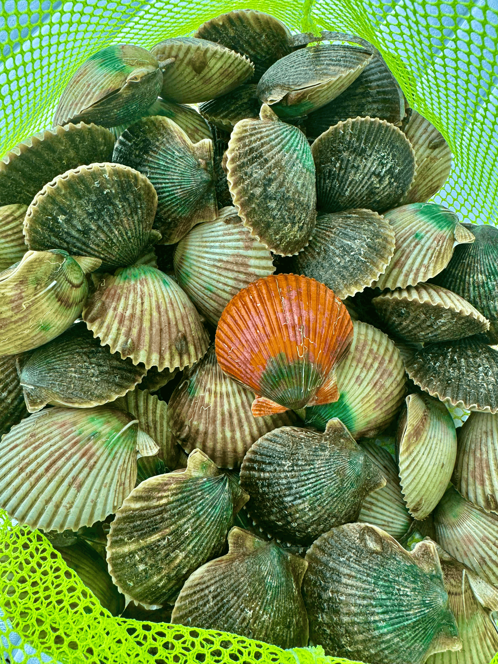 Fresh scallop catch in green net on fishing boat in Crystal River