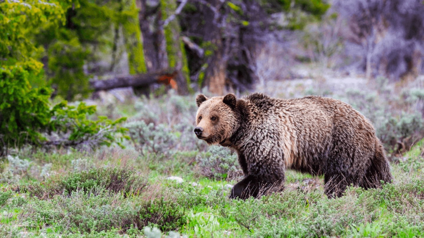 Wildlife Safari in Teton Village with Jackson Hole Wildlife Safaris