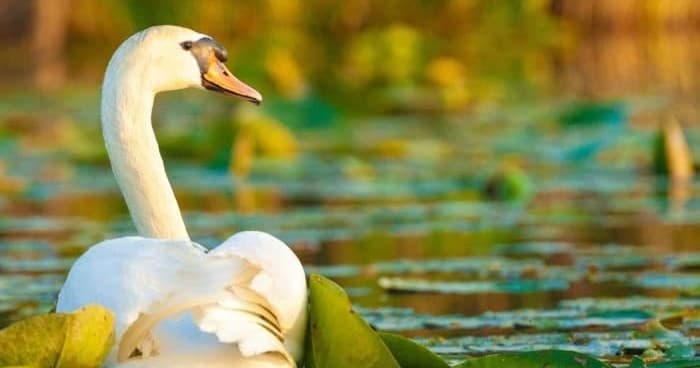Danube Delta Tour by TravelMaker: Romania’s Wilderness in Bucharest