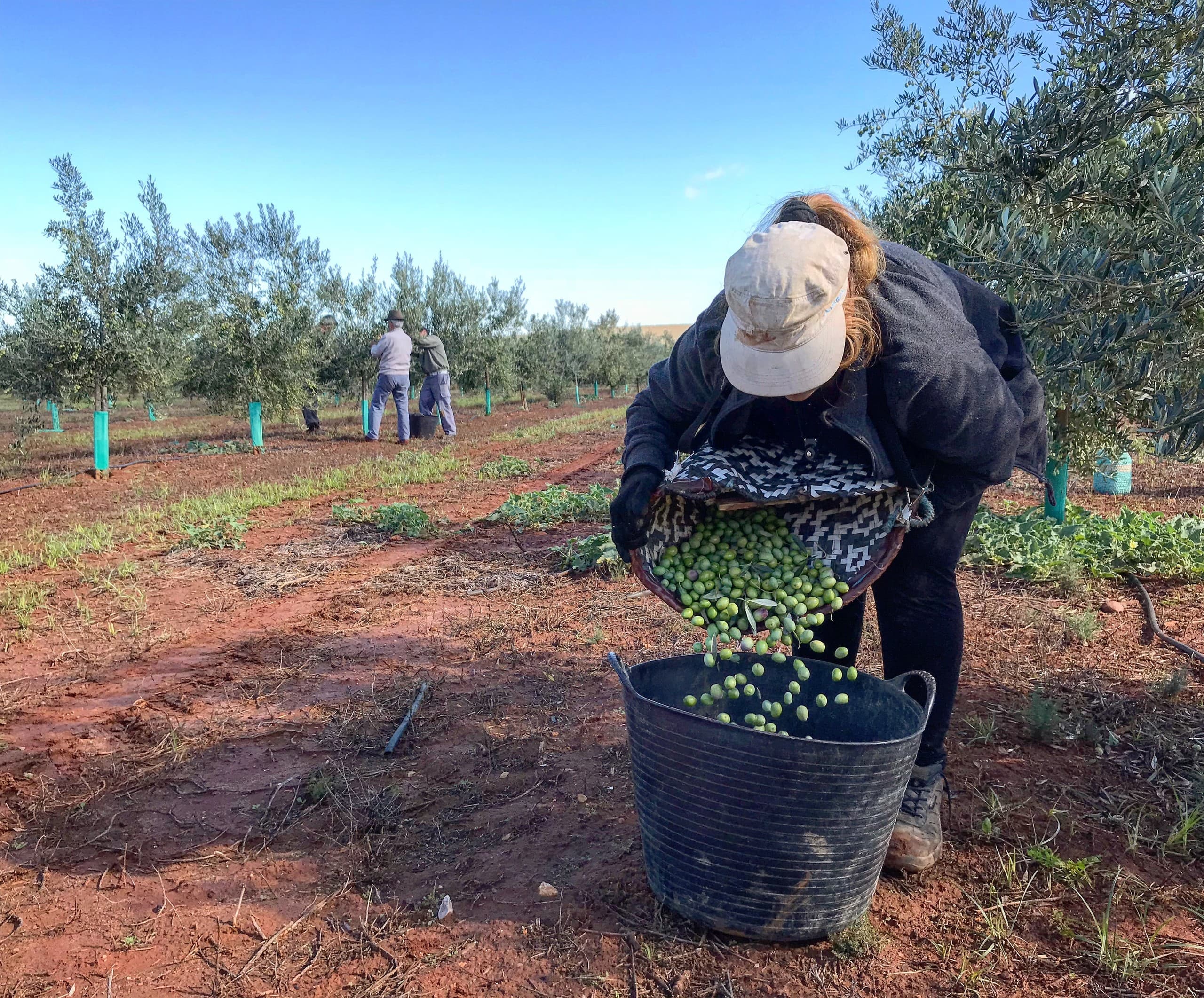 Workers harvesting olives by hand in sunlit Andalucia grove