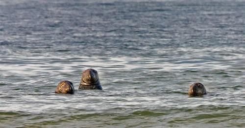 Marine Life Adventure with Beth Ann Fish Charters in Provincetown