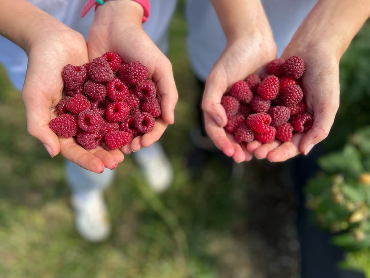 Pick-Your-Own Strawberries, Raspberries & Sunflowers Near Granger, IA