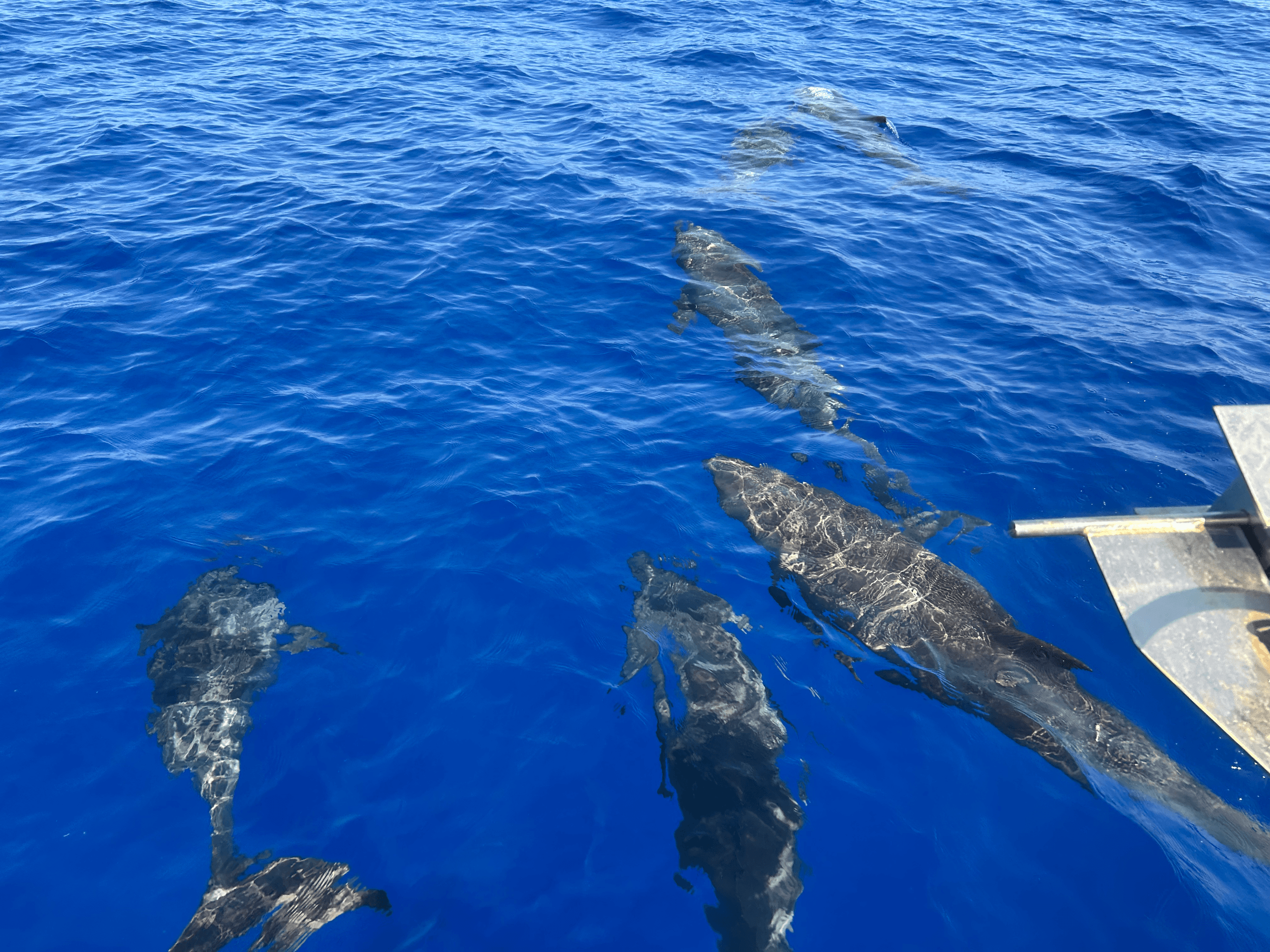 Hawaiian Photography Expedition with Ocean Blue Kona
