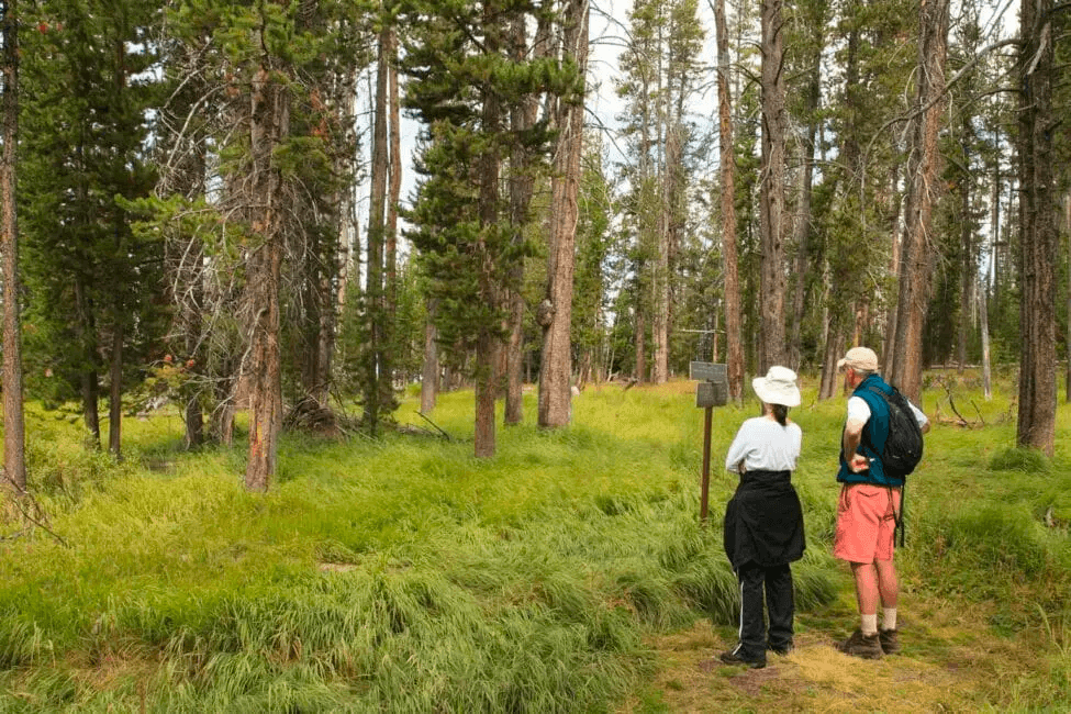 Yellowstone Walking Safari by Yellowstone Safari Company in Cody