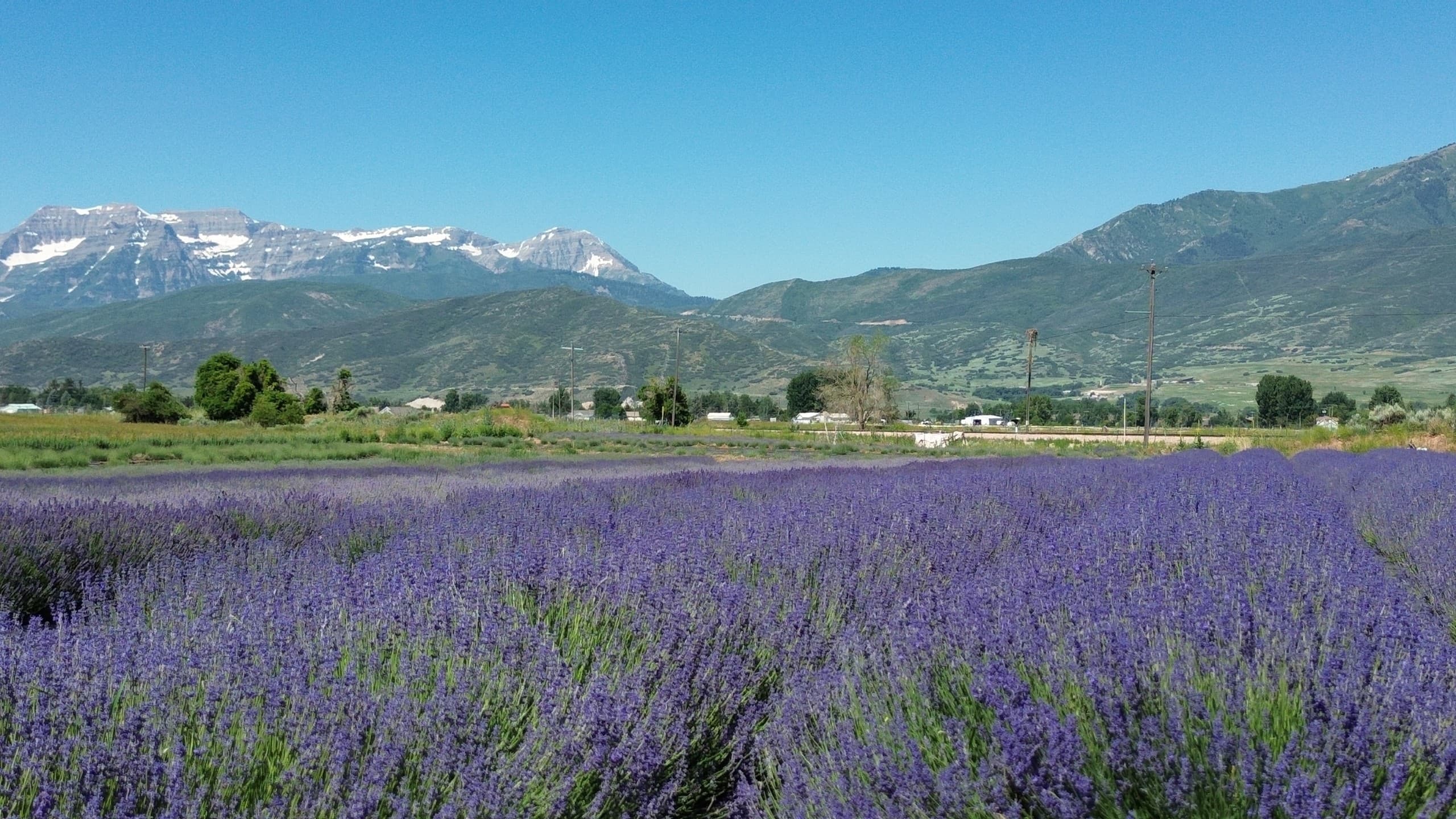 Lavender Photography Sessions at Blue Canyon Farm in Heber City