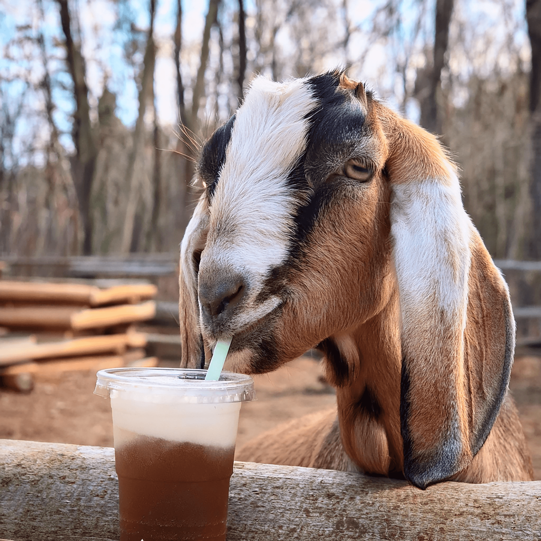 Goats + Floats Adventure in Galena, Illinois