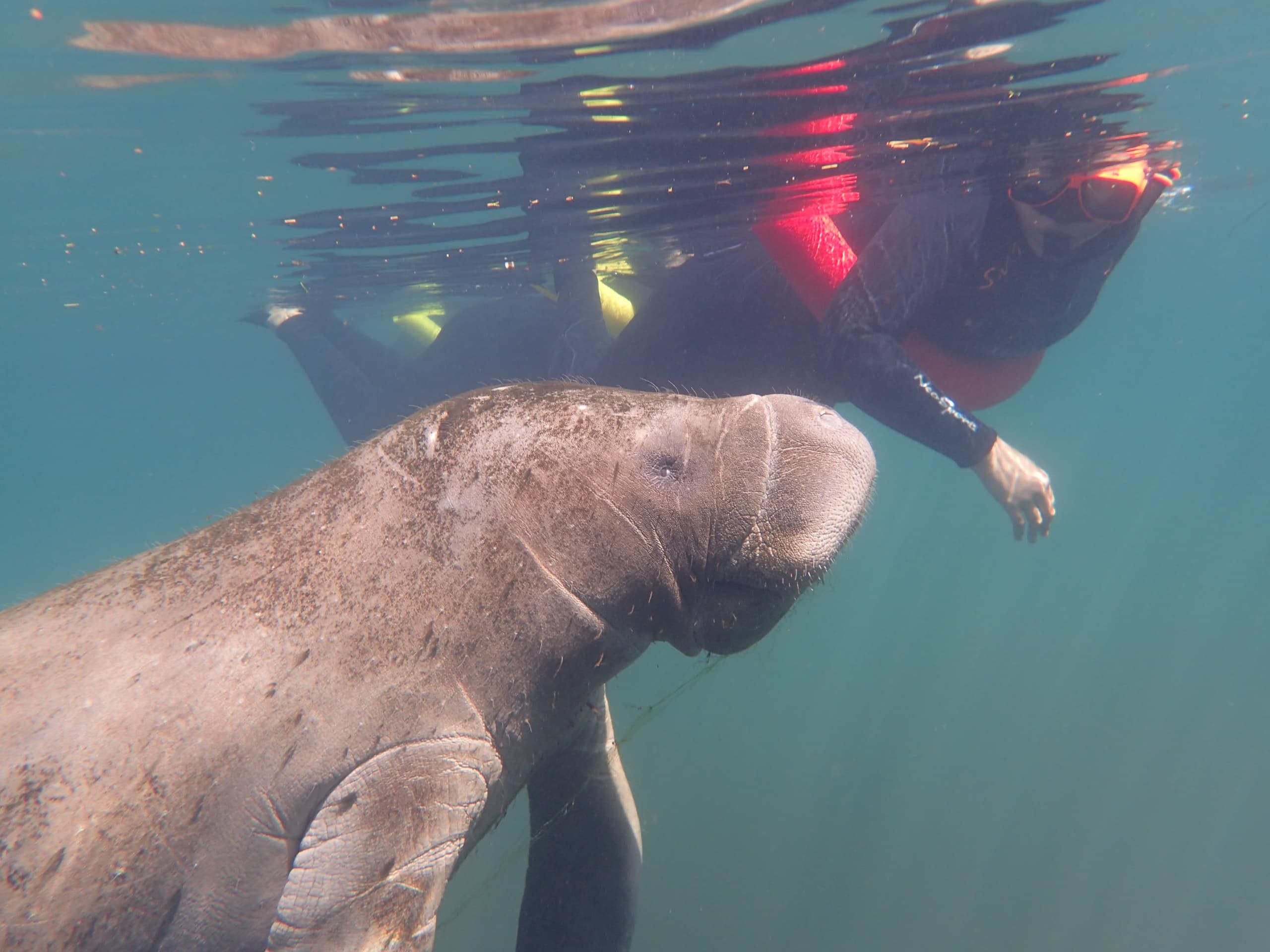 Manatee Mania Extravaganza: Private Snorkeling in Crystal River