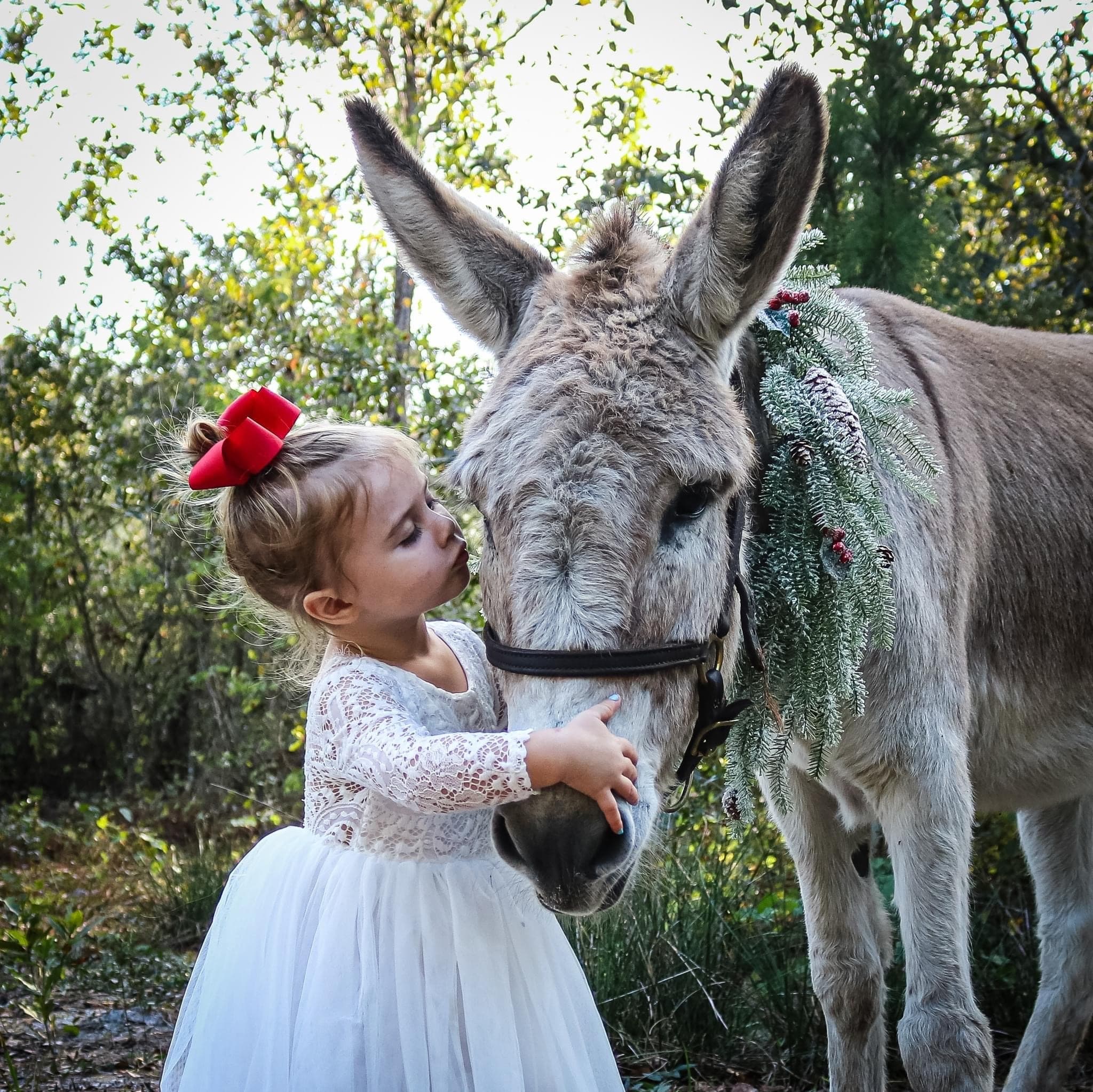 Christmas in July Mini Photo Sessions with Horses and a Reindeer Donkey in Sorrento, Florida