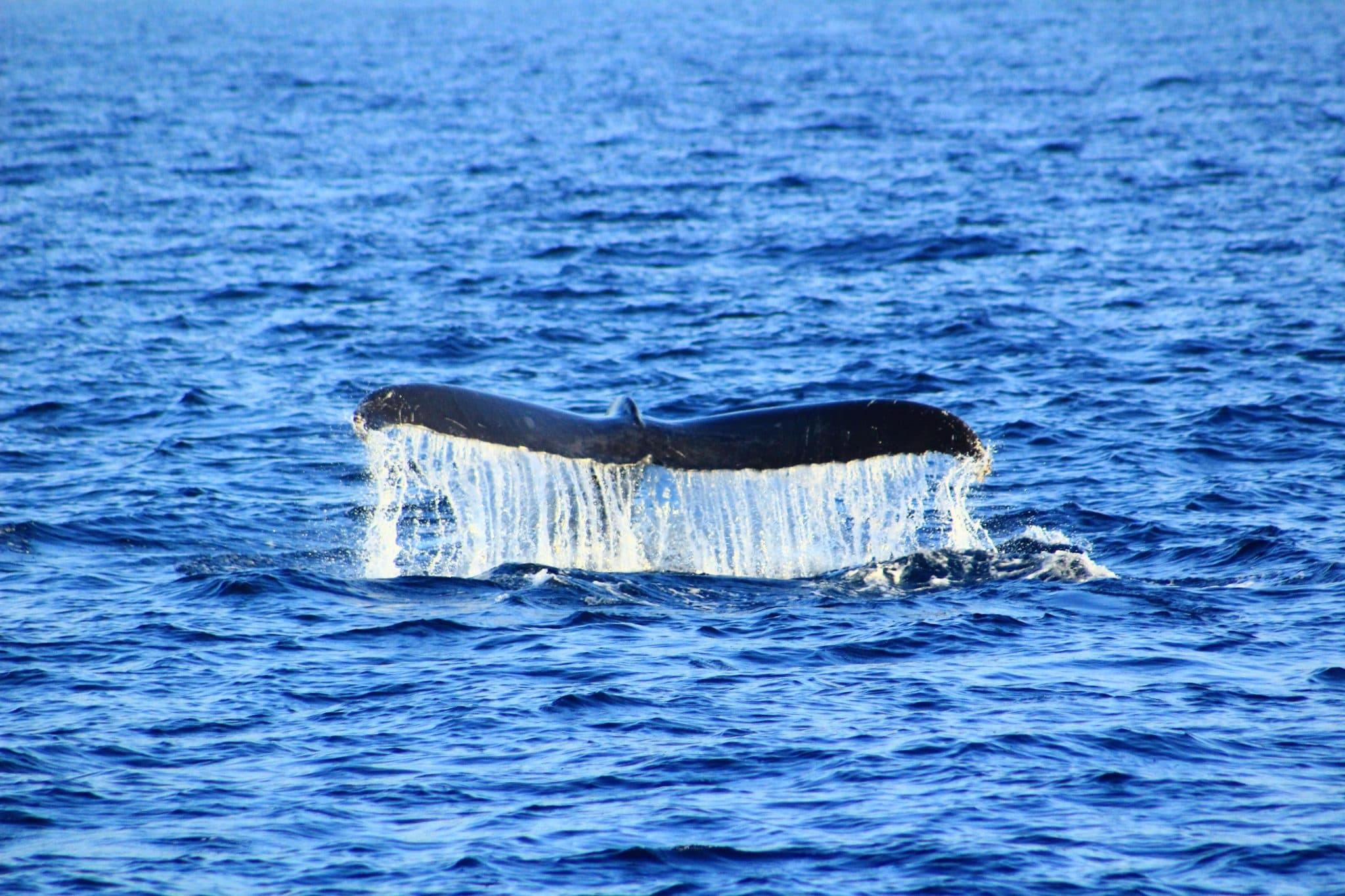 Whale Watching Adventures with Puerto Vallarta Net