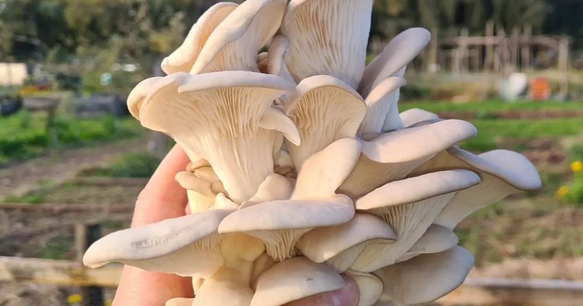 Wine and Mushrooms Experience by Farm Experiences & Tours
