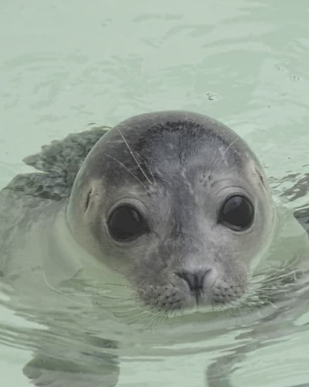 Harbor seal pup peering in clear coastal water during wildlife tour