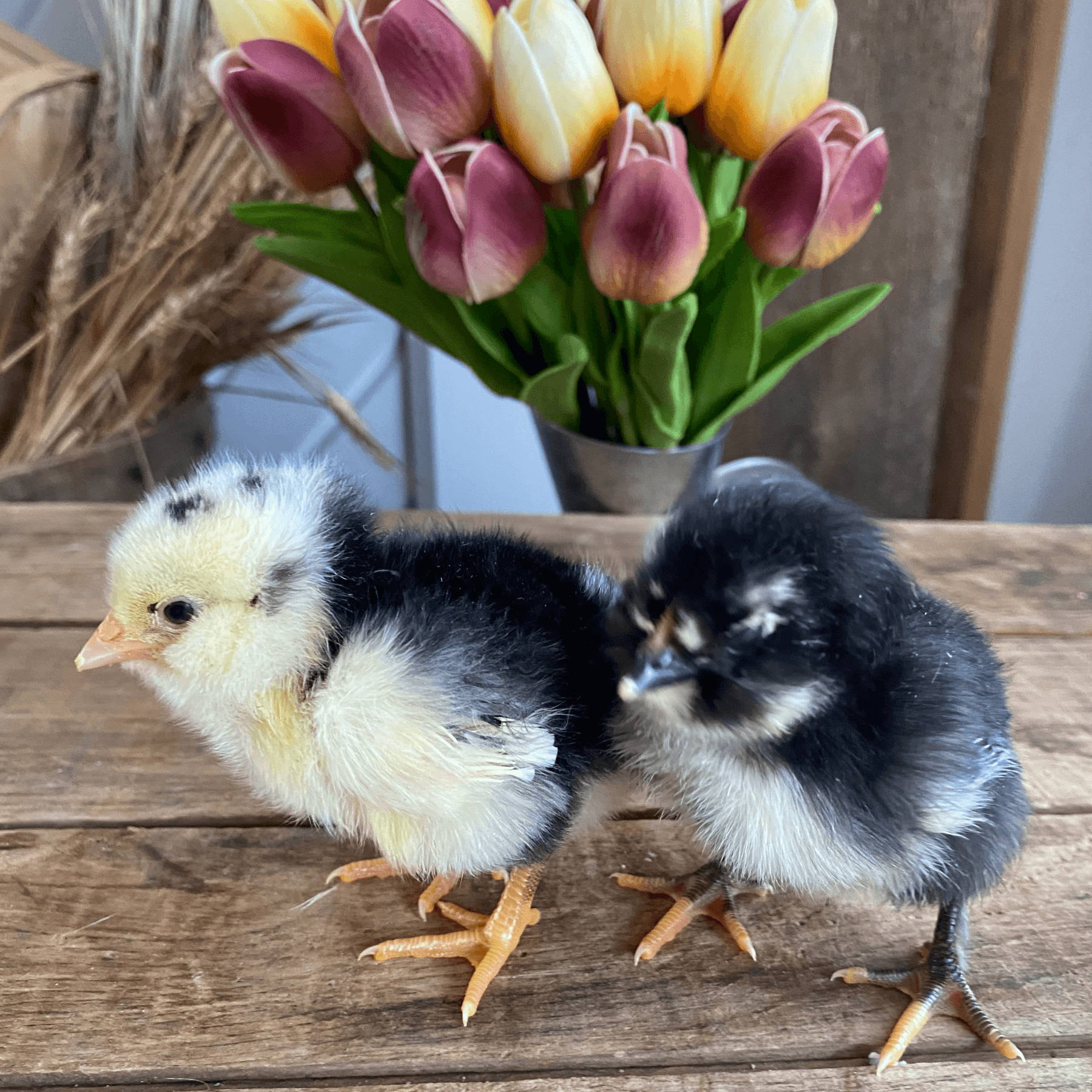 March Break Snuggles in Martintown: Baby Goats & Fluffy Chicks at 4640 Will Bill Road photo 1