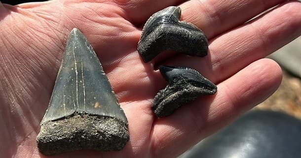 Savannah Shark Tooth & Fossil Hunting Tour: Guided Dredge Island Treasure Hunts