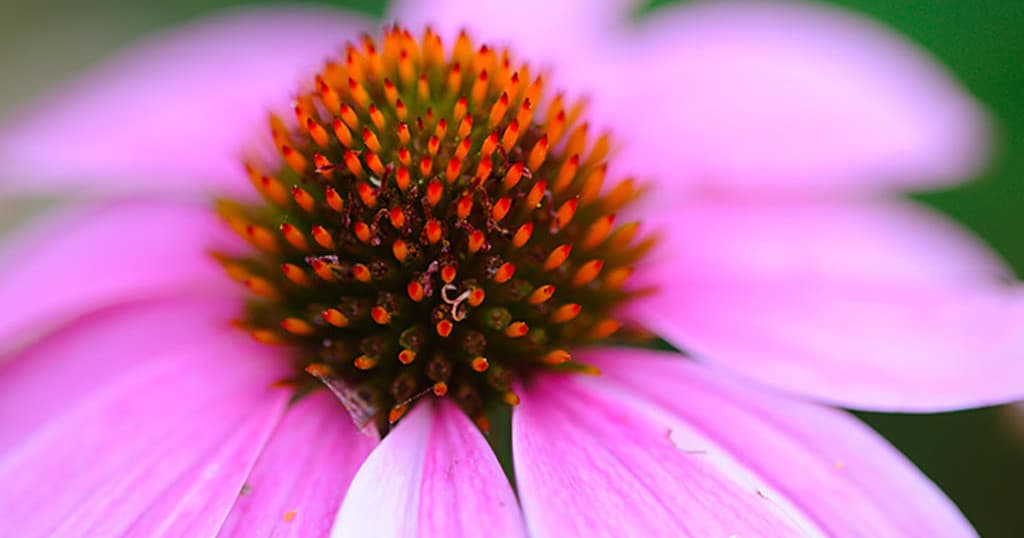 Master Manual Photography with an Immersive Melbourne Workshop