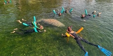 Group snorkeling over shallow seagrass with fins and noodles