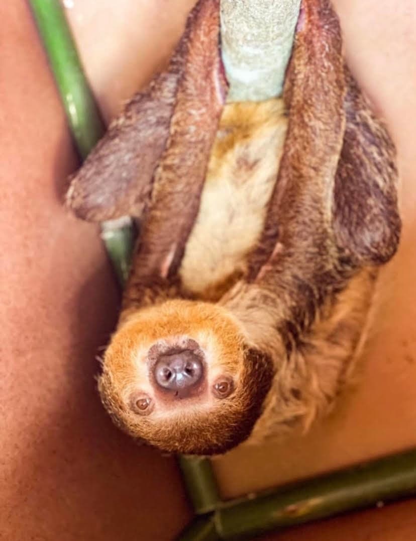 Private Sloth Encounter in Hogansville, Georgia