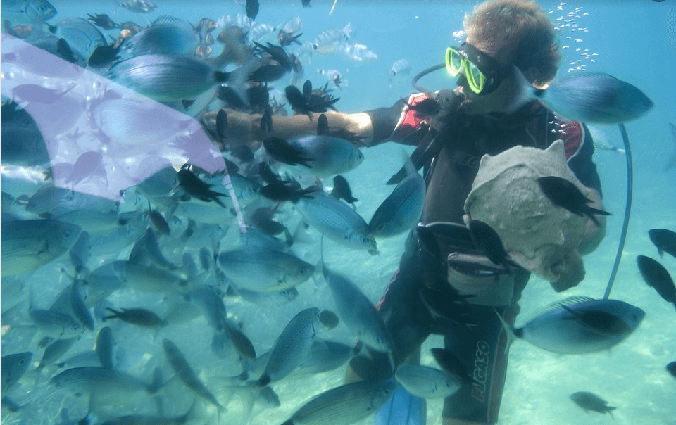 Scuba diver feeding reef fish in clear tropical ocean waters