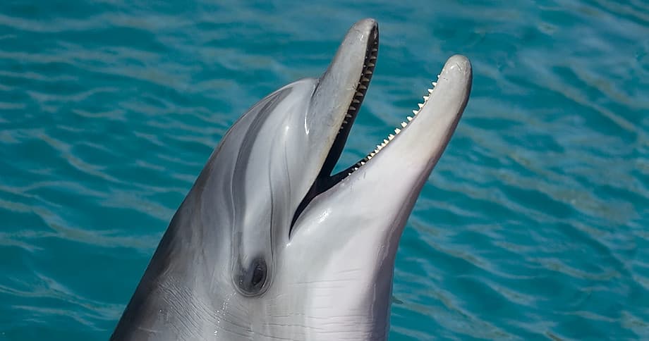 Explore Savannah’s Coastal Magic on a Two Hour Dolphin Cruise
