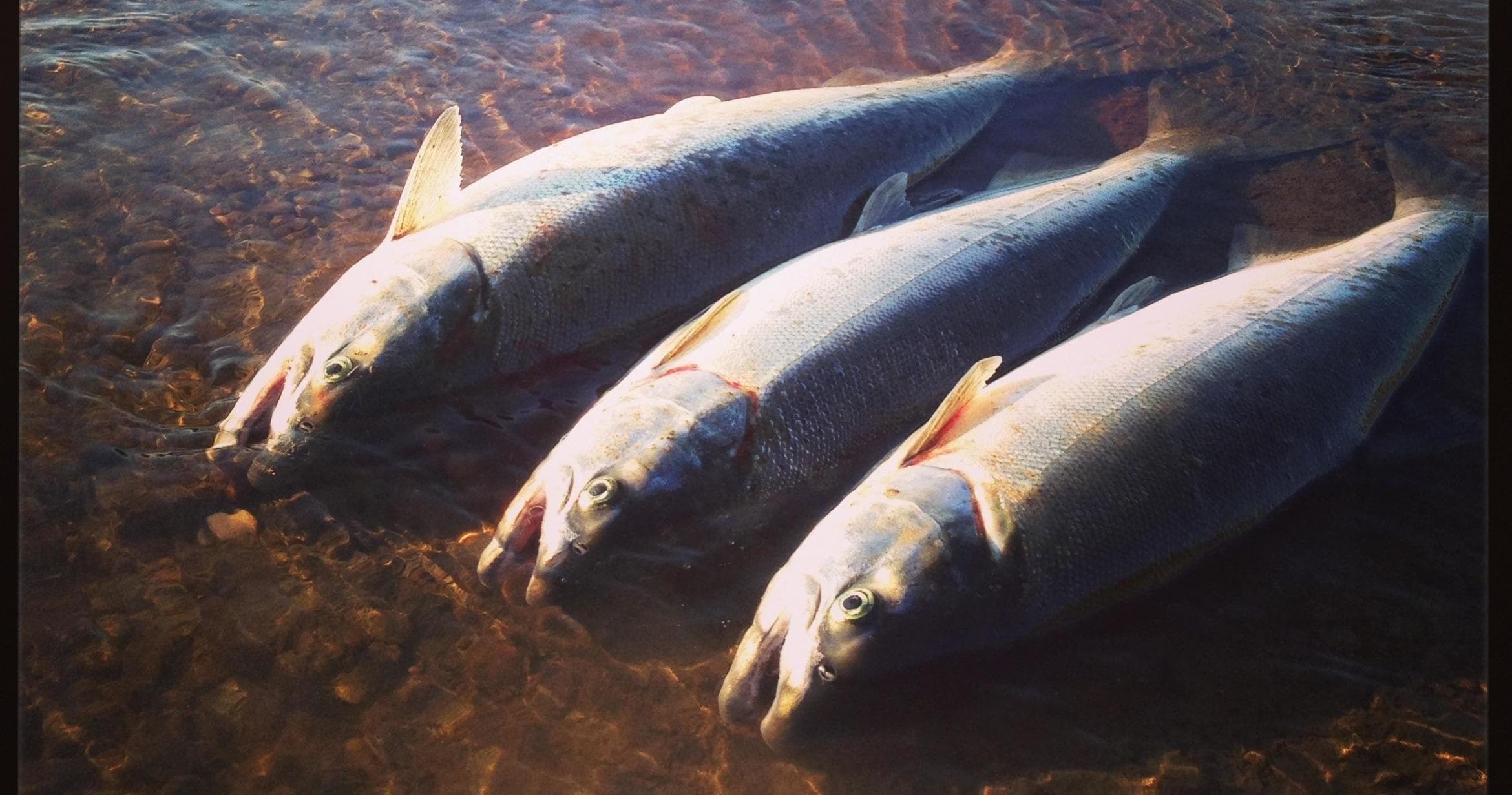 Kenai River Silver Salmon Fishing with The River Crew in Homer