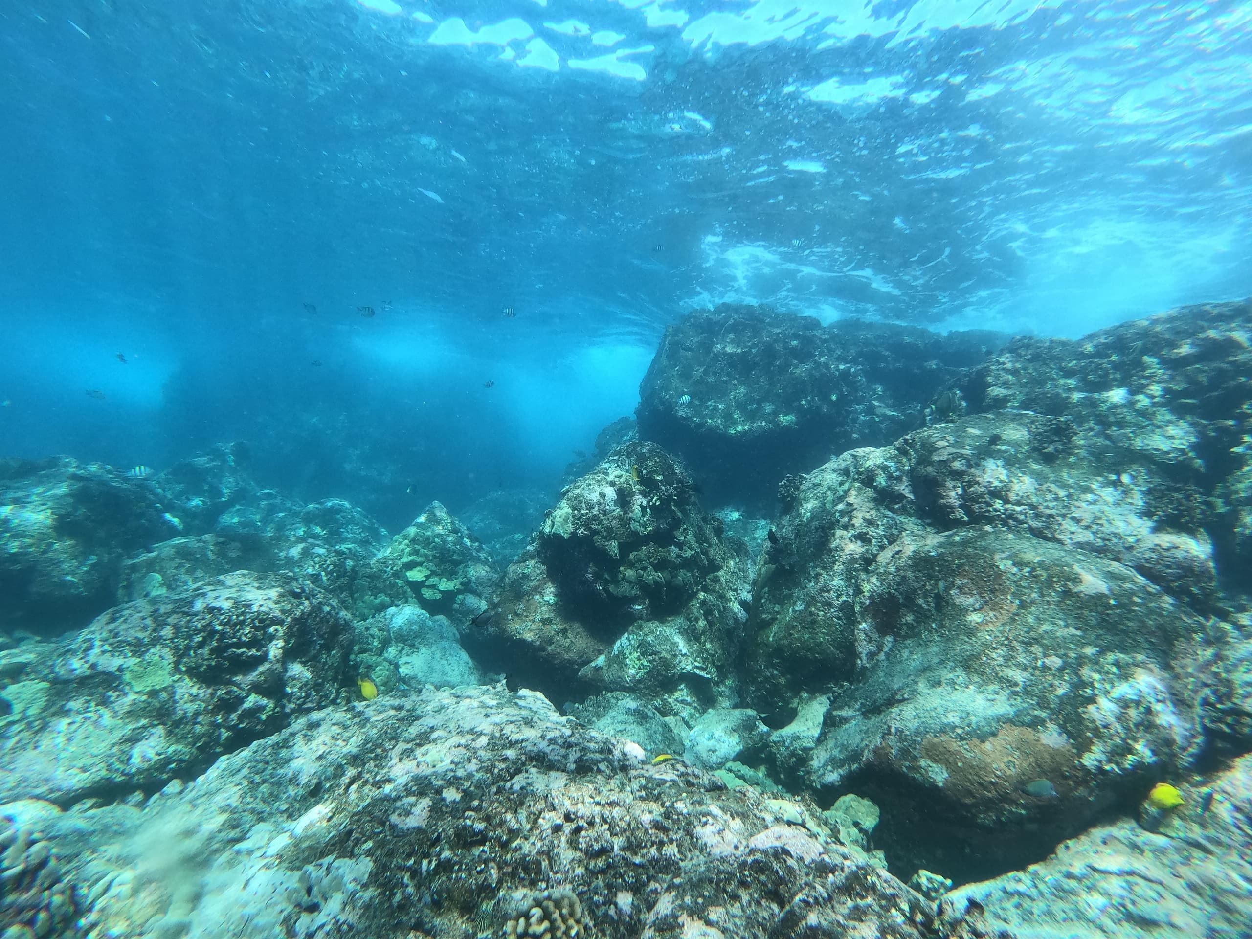 Scuba Diving with Kona Shore Divers: Discover Underwater Depths
